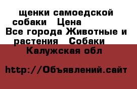 щенки самоедской собаки › Цена ­ 25 000 - Все города Животные и растения » Собаки   . Калужская обл.